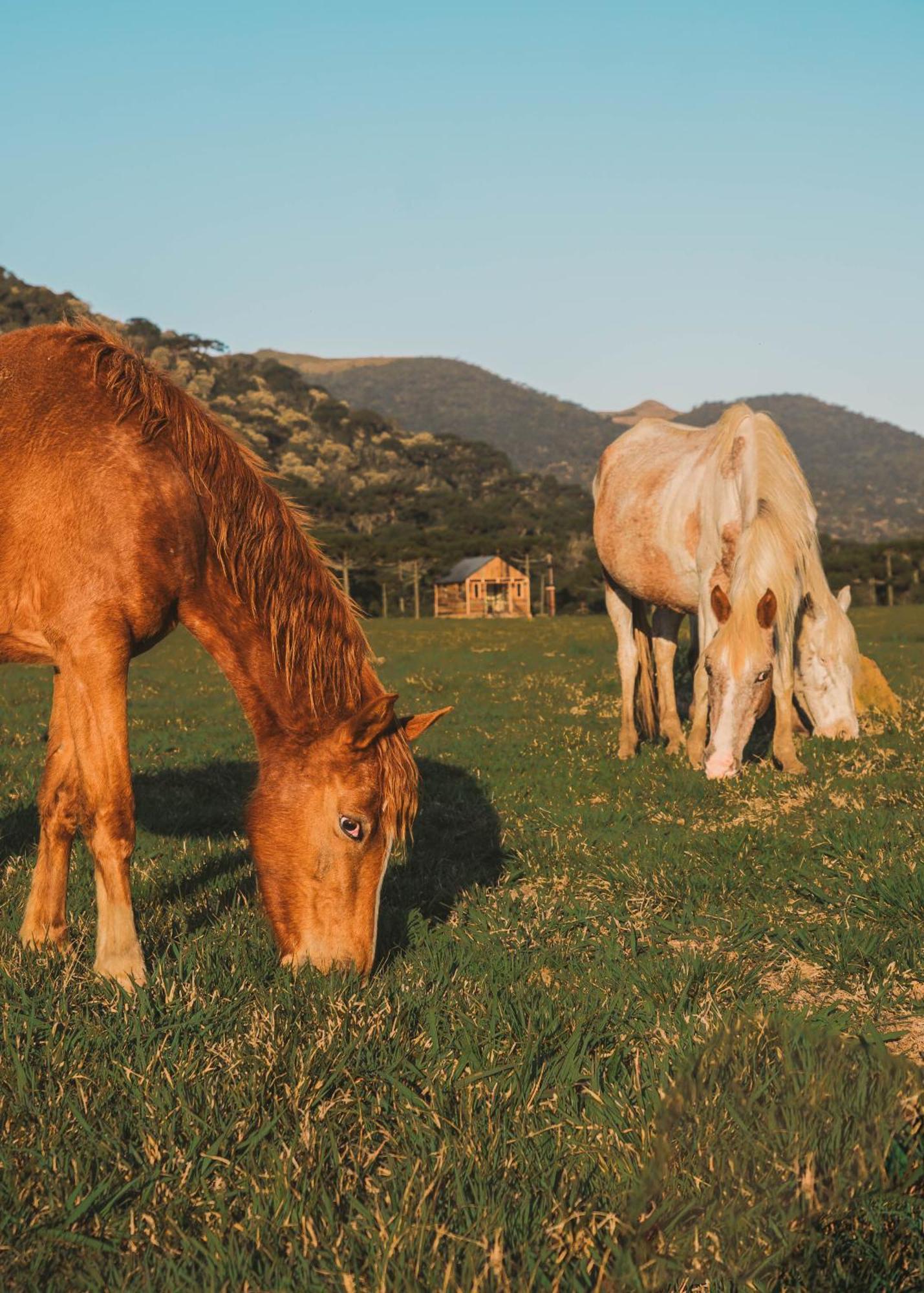 Parque Nacional Ecoresort Urubici Dış mekan fotoğraf